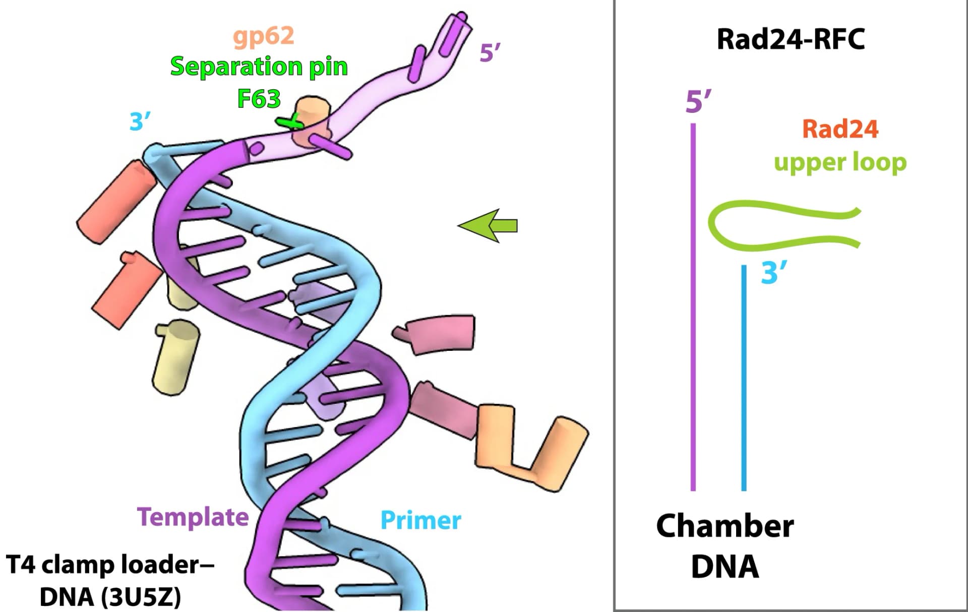 Open access visualization of Protein Structure, Chemical Structure, DNA Binding, Rad24-RFC, RFC