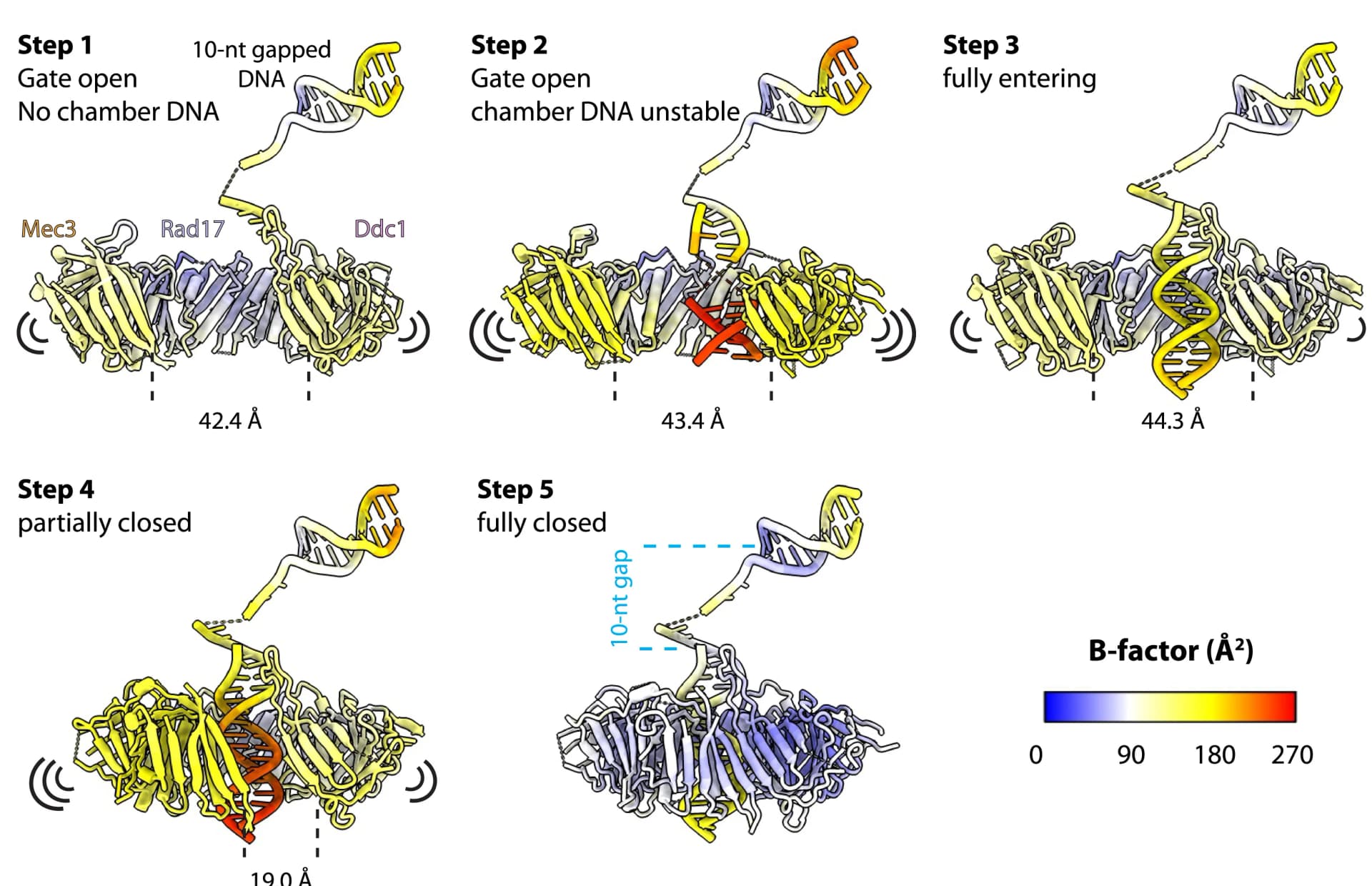 Open access visualization of Workflow, Illustration, Loading Intermediates, Atomic Models, B Factors