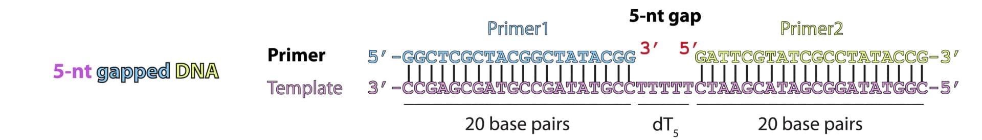 Open access visualization of Illustration, DNA Substrate