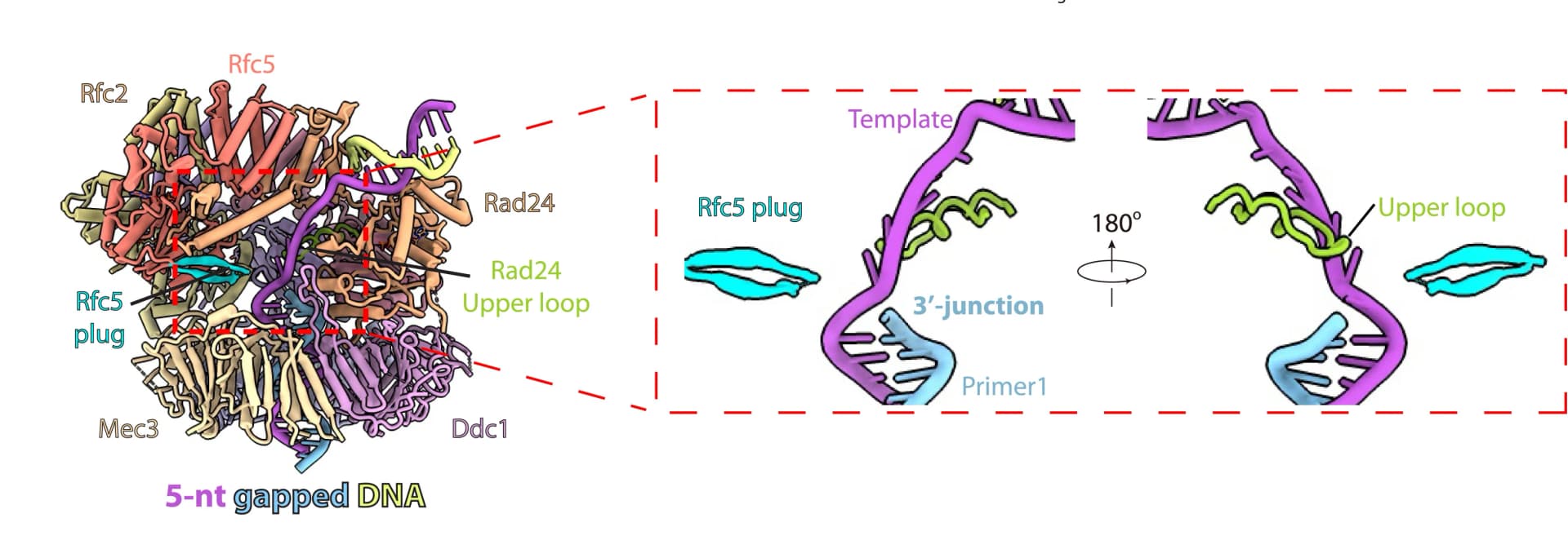 Open access visualization of Protein Structure, Chemical Structure, DNA Complex, Rad24-RFC, DNA Gap