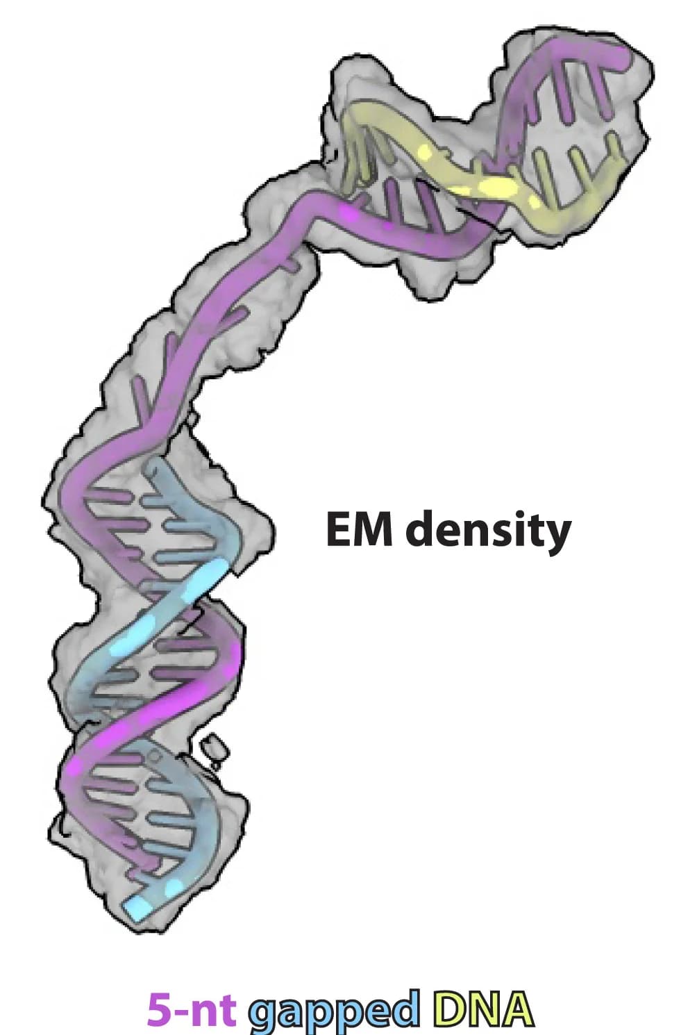 Open access visualization of Protein Structure, Chemical Structure, EM Map, DNA, Atomic Model