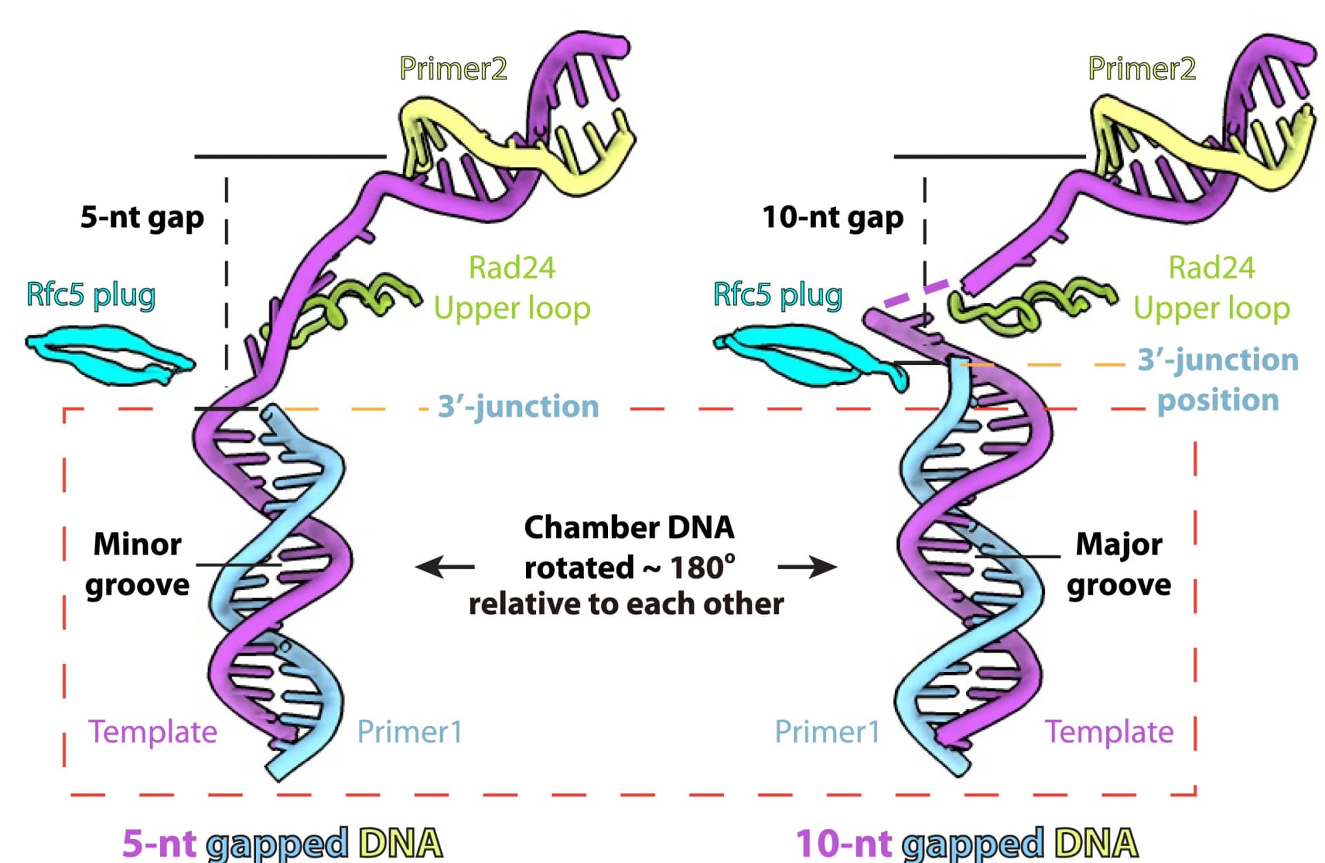 Open access visualization of Illustration, DNA, Rad24, Rfc5