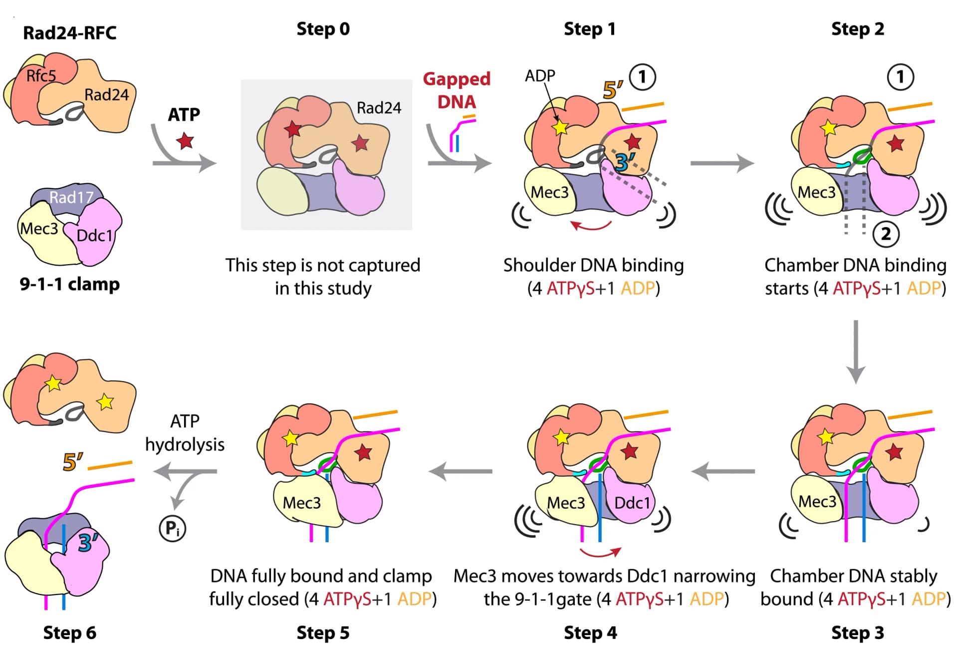 Open access visualization of Workflow, Illustration, Rad24-RFC, 9-1-1 clamp, ATP
