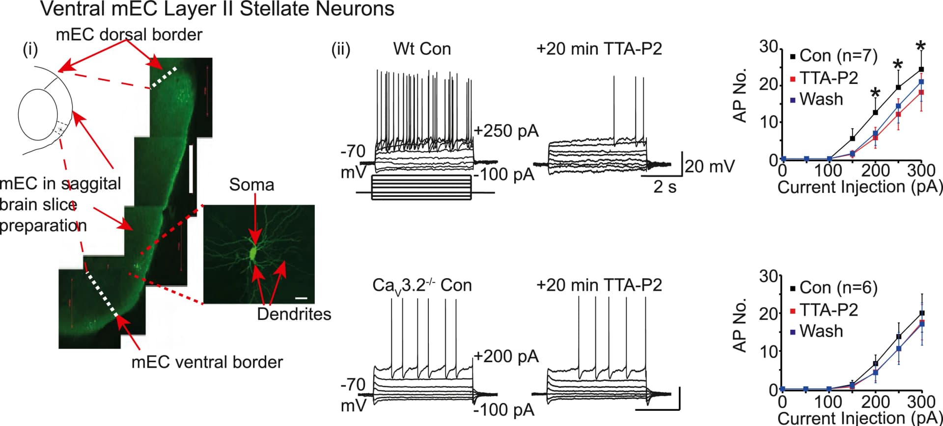 Open access visualization of Line Plot, Error Bars, Microscopy, mEC Regions, Confocal Brain Slice Images