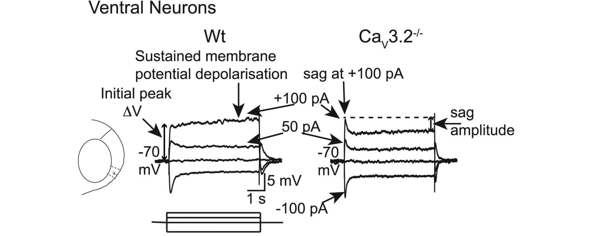 Open access visualization of Line Plot, Recordings, Neurons, Traces