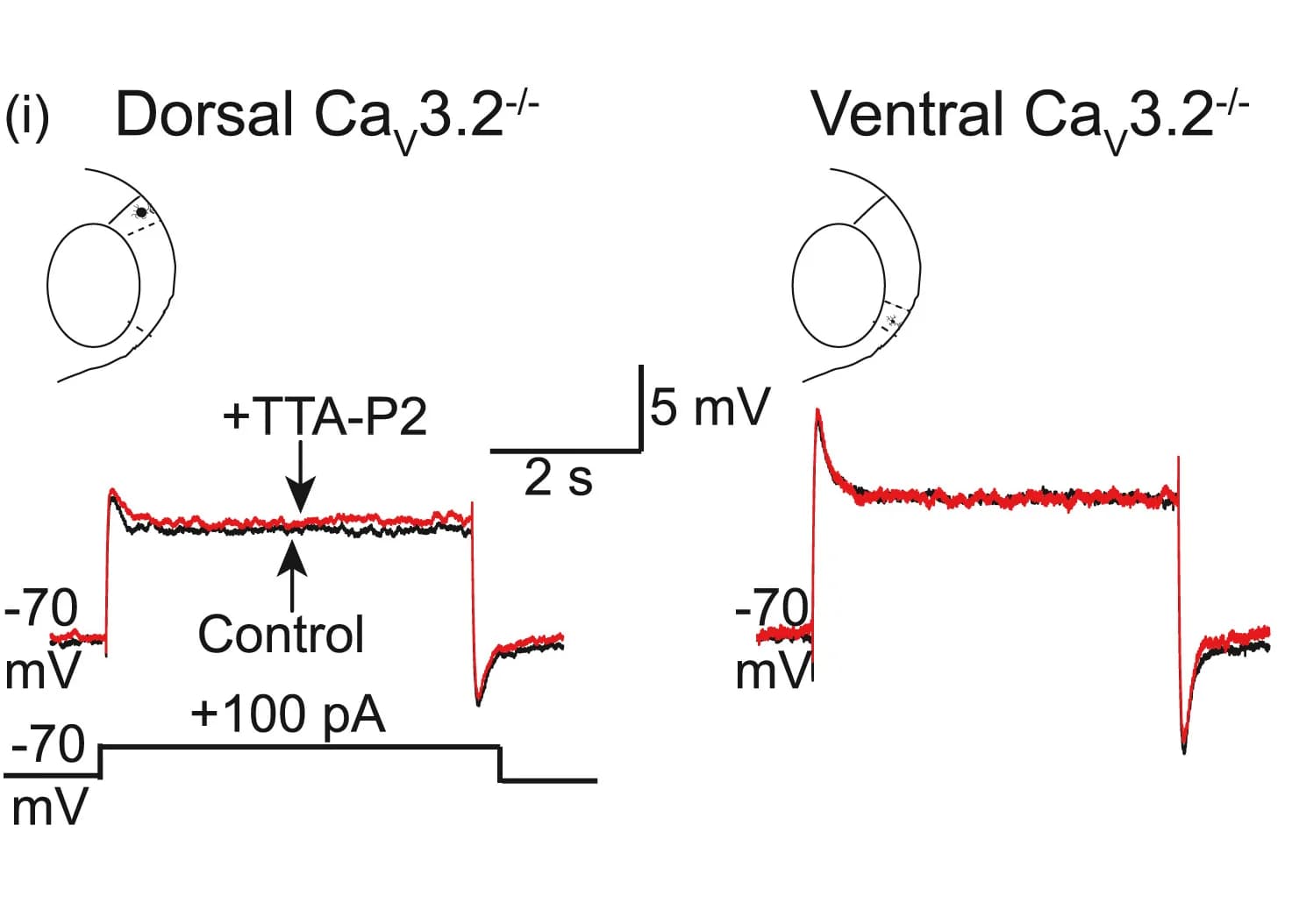 Open access visualization of Line Plot, Line Step, Neurons, Traces, Control