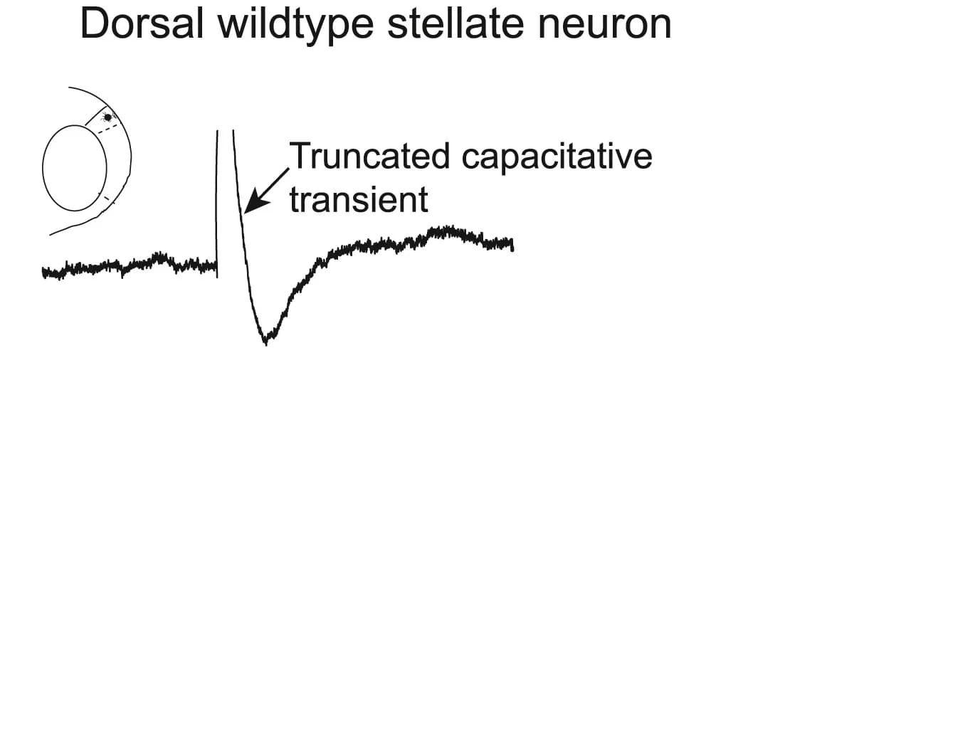 Open access visualization of Line Plot, CaV3 Ca2+currents, Dorsal Stellate Neurons, Electrophysiology