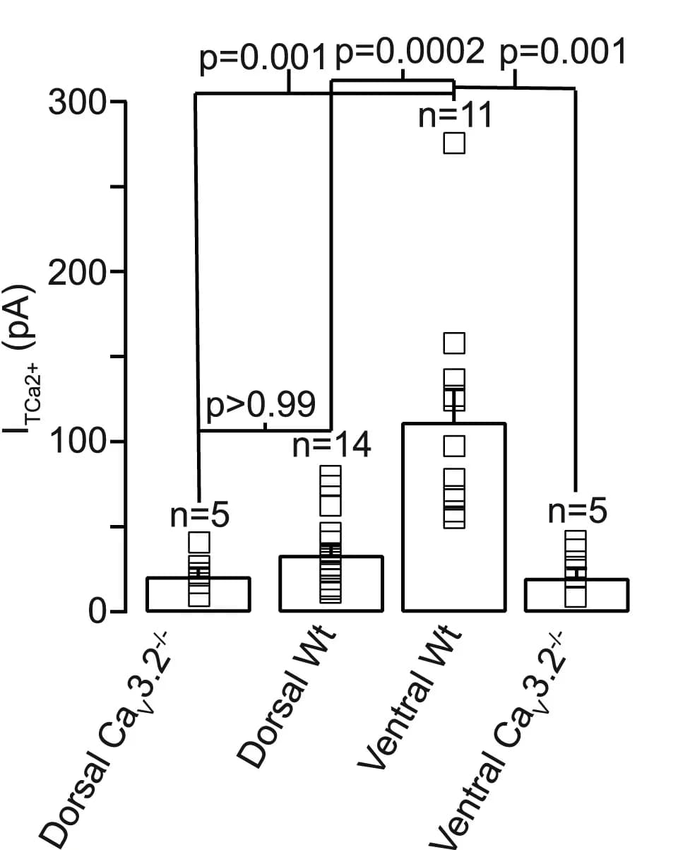 Open access visualization of Bar Plot, Scatter Plot, Error Bars, T-type Ca2+current, Dorsal Neurons