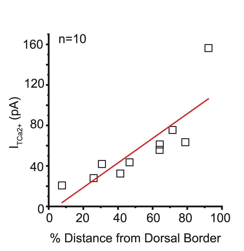 Open access visualization of Scatter Plot, Regression Plot, T-type Ca2+current, Stellate Neurons, Dorsal-Ventral Border