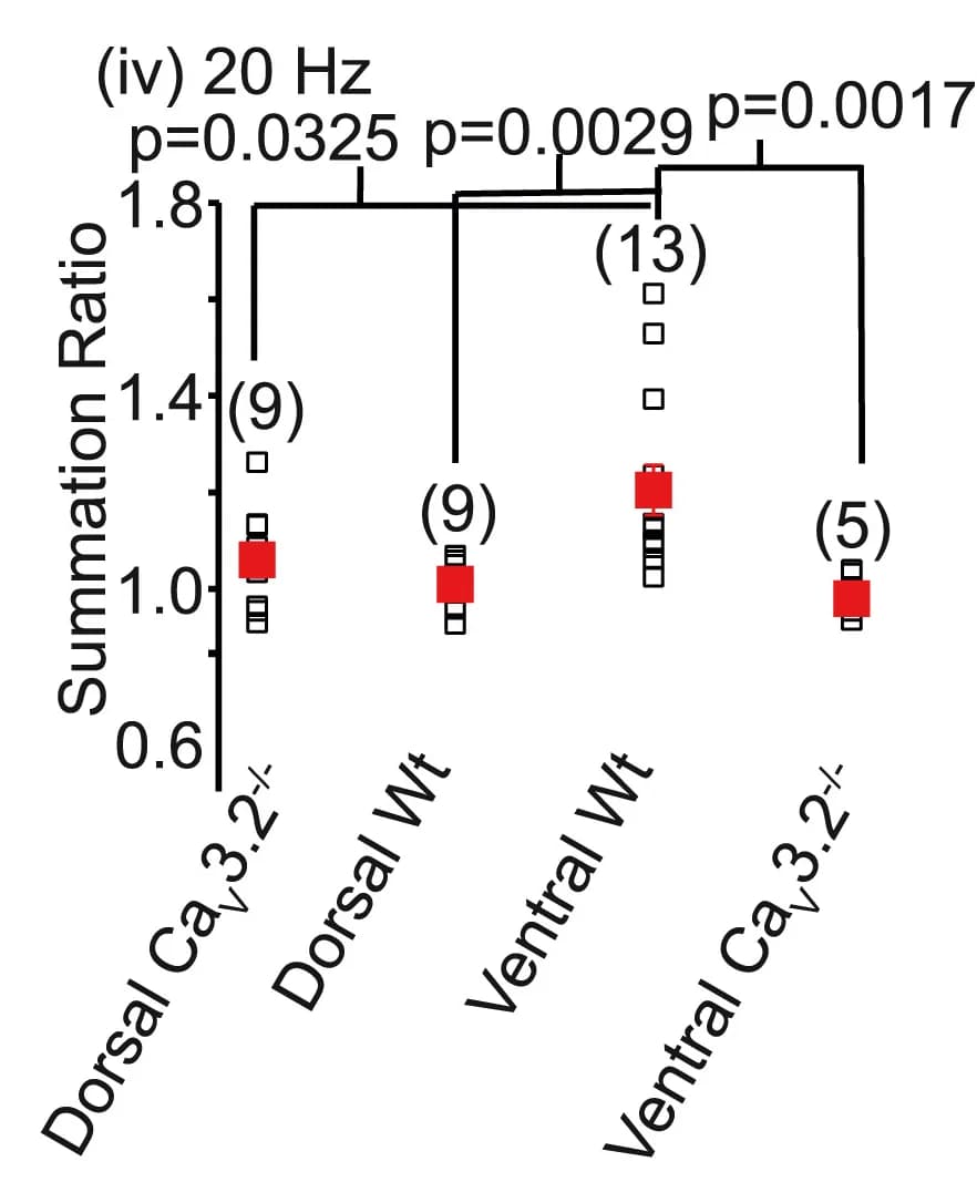 Open access visualization of Scatter Plot, Error Bars, aEPSPs, WT Neurons, CaV3.2−/−Neurons