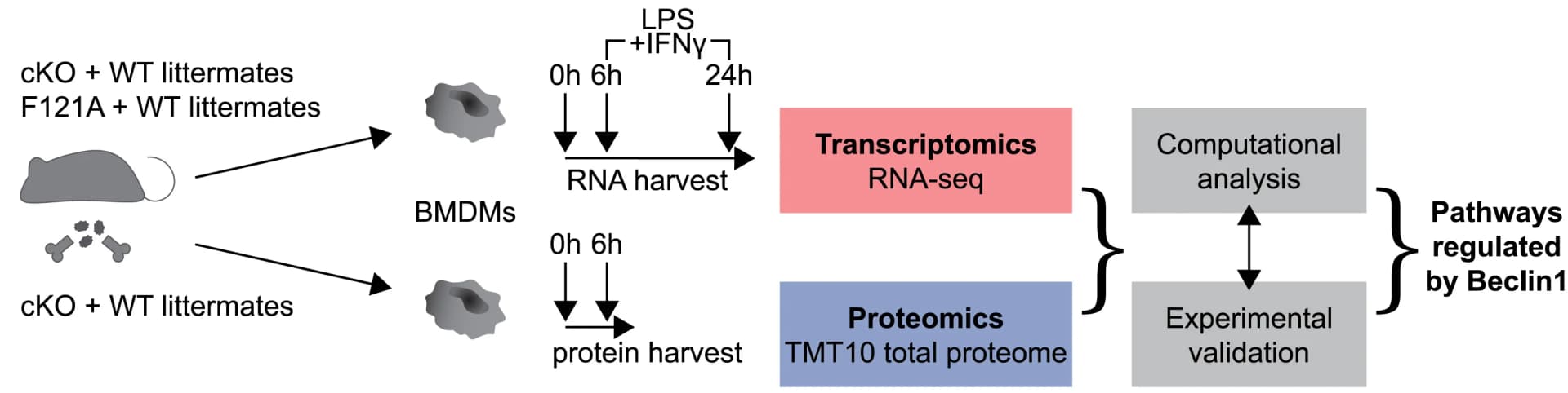Open access visualization of Workflow, Flowchart, Illustration, Bone Marrow, cKO Mice