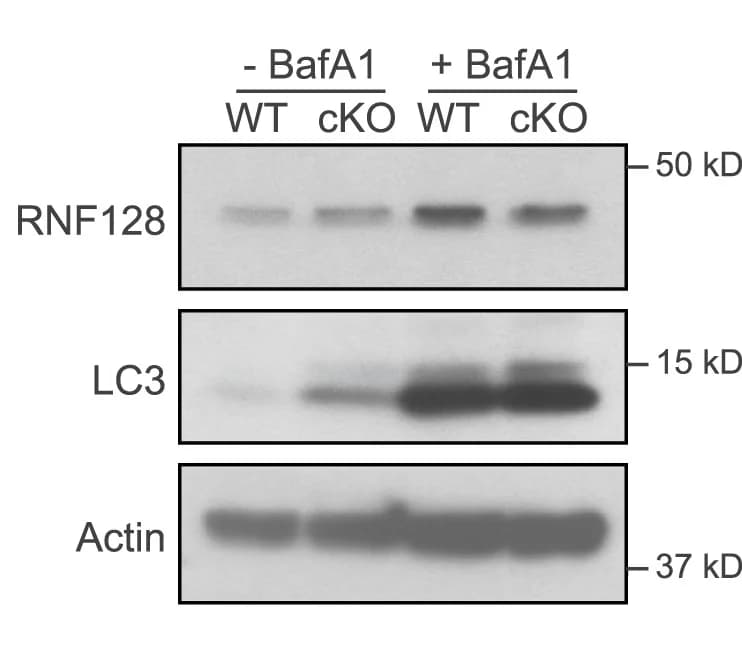 Open access visualization of Gel, RNF128, BMDMs, Bafilomycin A1