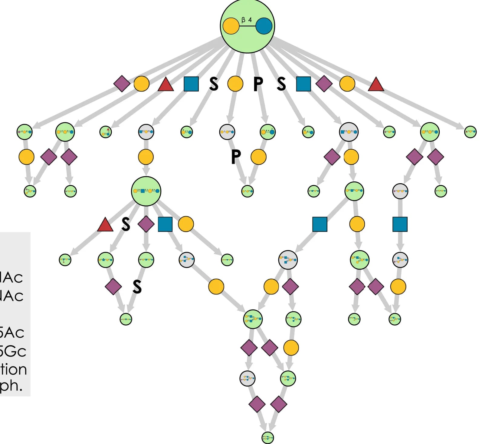 Open access visualization of Pathway, Biosynthetic Network, Alpaca Milk Glycans, Network Pruning, Cytoscape