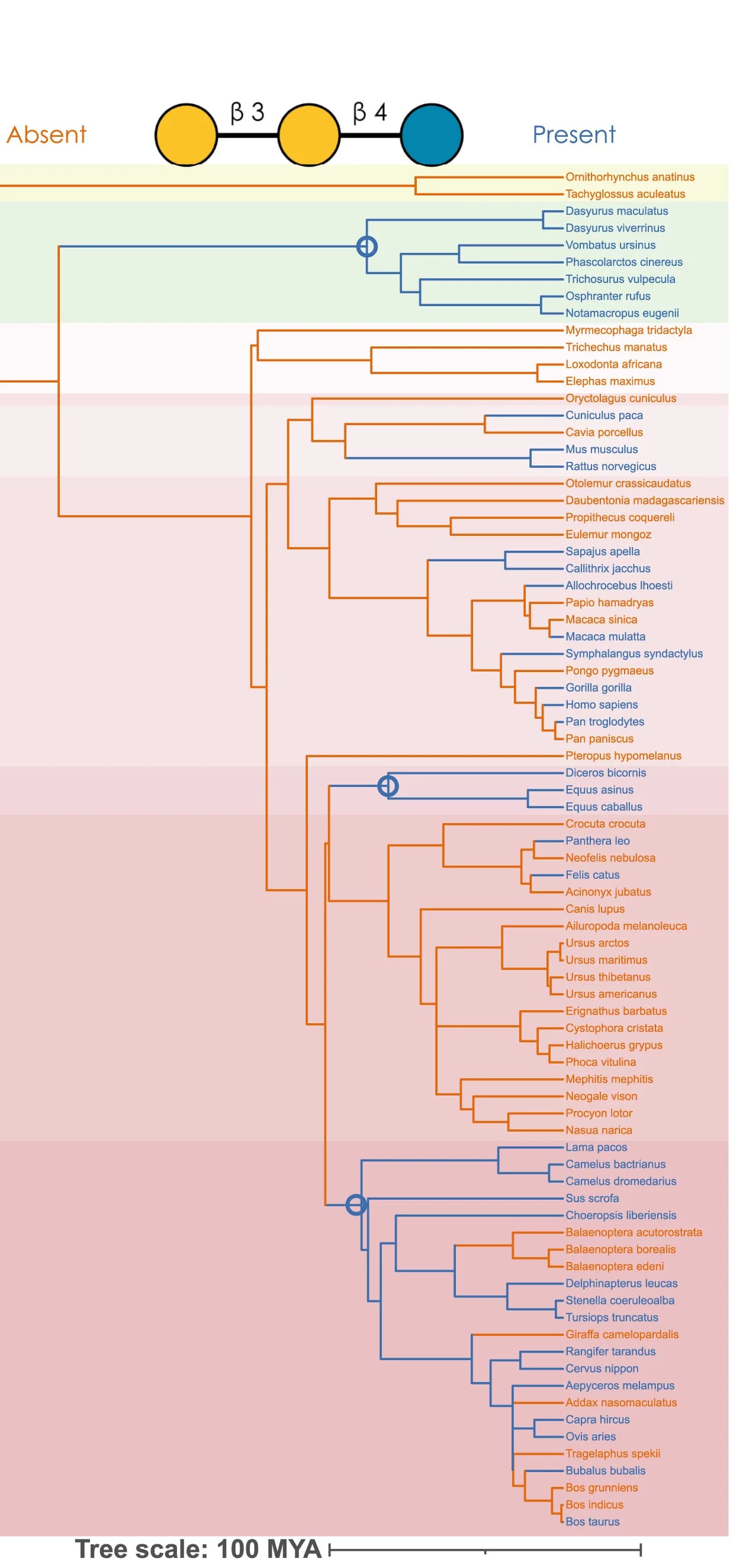 Open access visualization of Line Plot, Evolutionary Gain, Gal1-3Gal1-4Glc, Milk Glycans, Marsupials