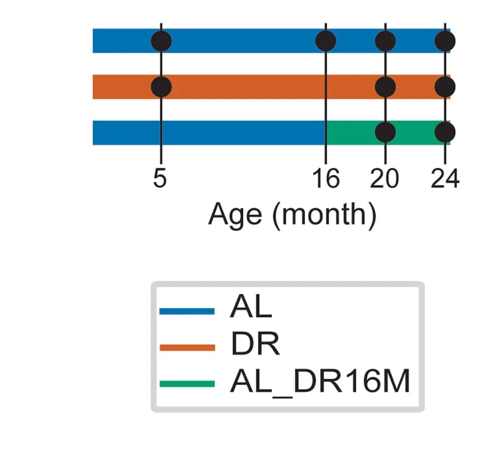 Open access visualization of Line Plot, DR experiment, Spleen samples, Ileum samples, Female mice