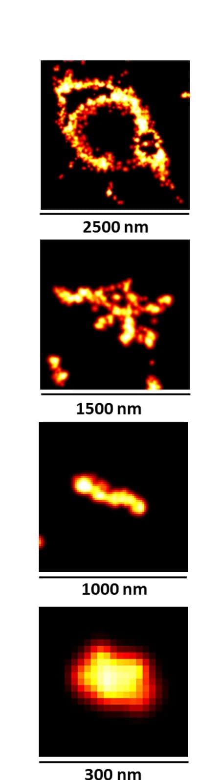 Open access visualization of Microscopy, Tau aggregates