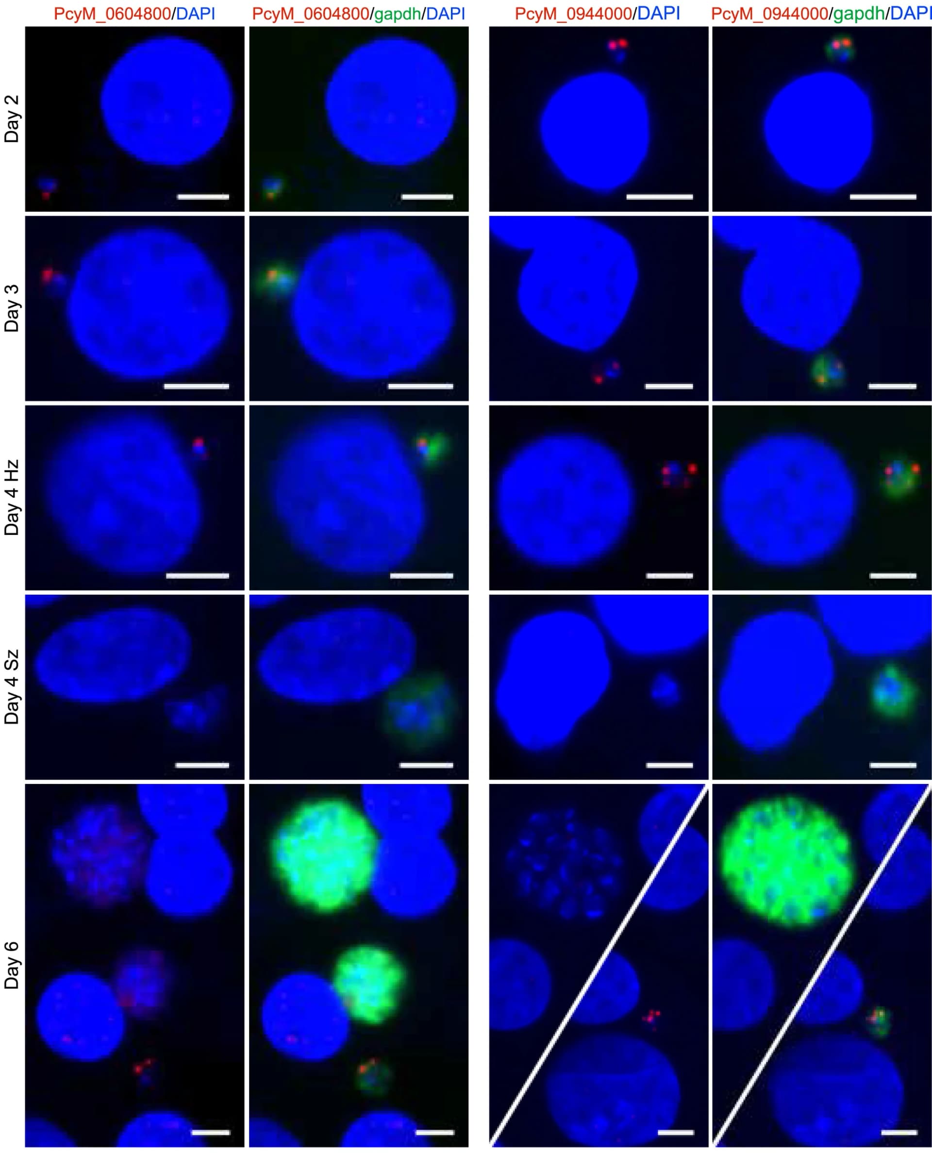 Open access visualization of Microscopy, RNA-FISH, Heterochromatin, Gene cluster, RNA-binding protein