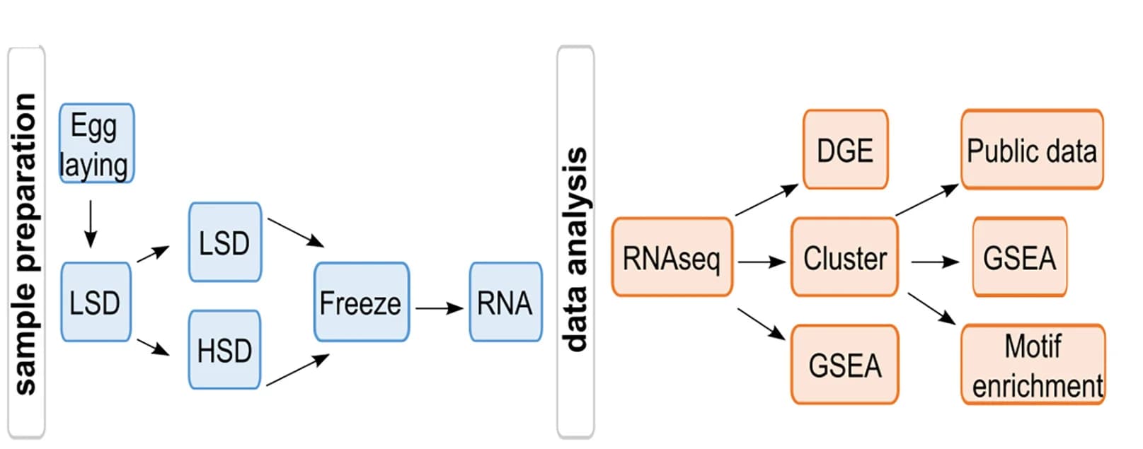 Open access visualization of Workflow, Flowchart, Illustration, Sugar-responsive gene expression, Transcription factors