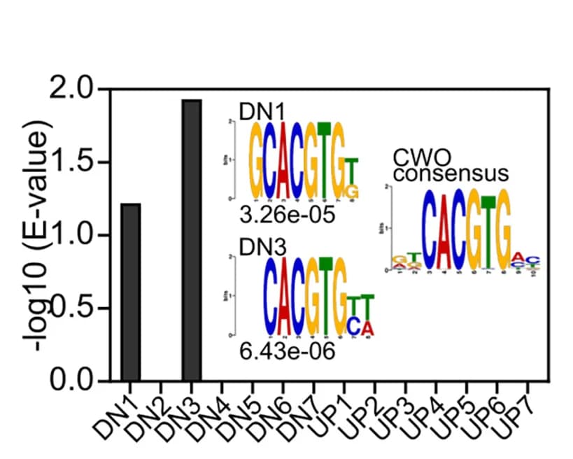 Open access visualization of Bar Plot, E-box-like motifs, DREME, Promoters, CWO binding sites