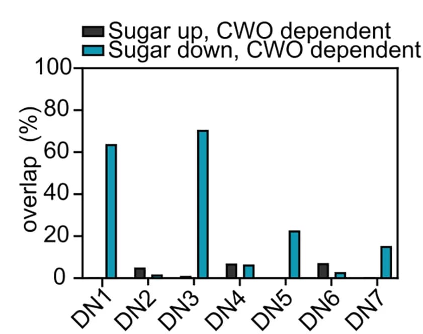 Open access visualization of Bar Plot, Clustered, DN1, DN3, Sugar-regulated genes