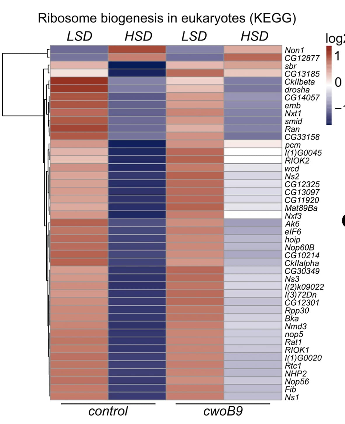 Open access visualization of Heatmap, Clustered, Ribosome Biogenesis, Eukaryotes, KEGG