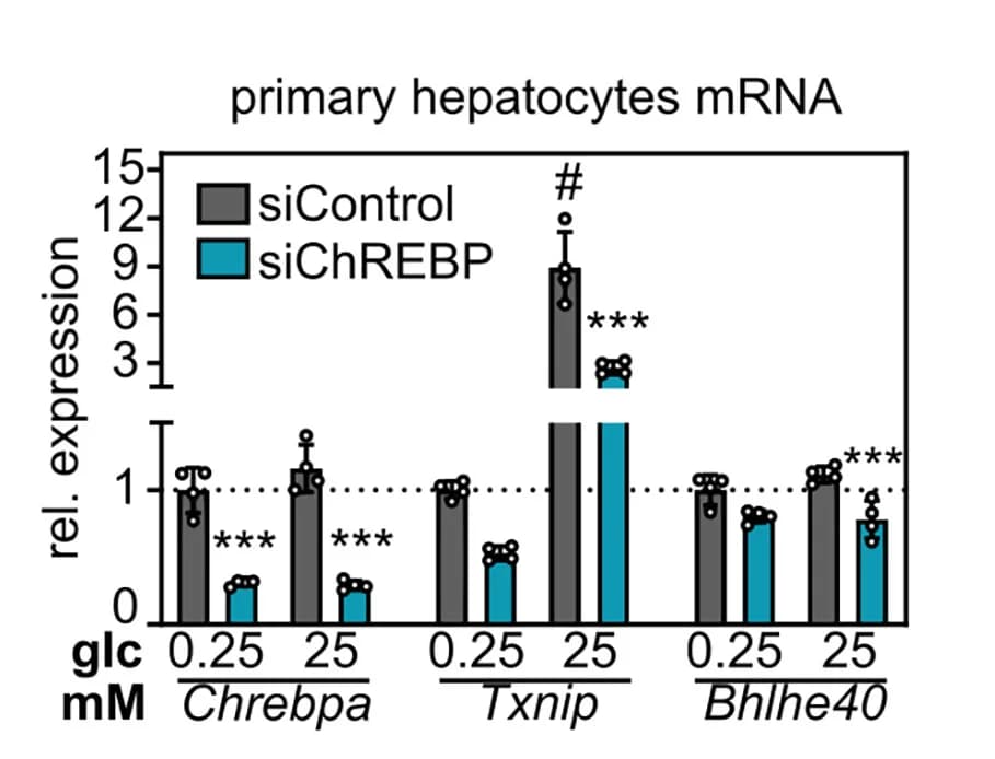 Open access visualization of Bar Plot, Error Bars, Clustered, ChREBP, Mouse Hepatocytes