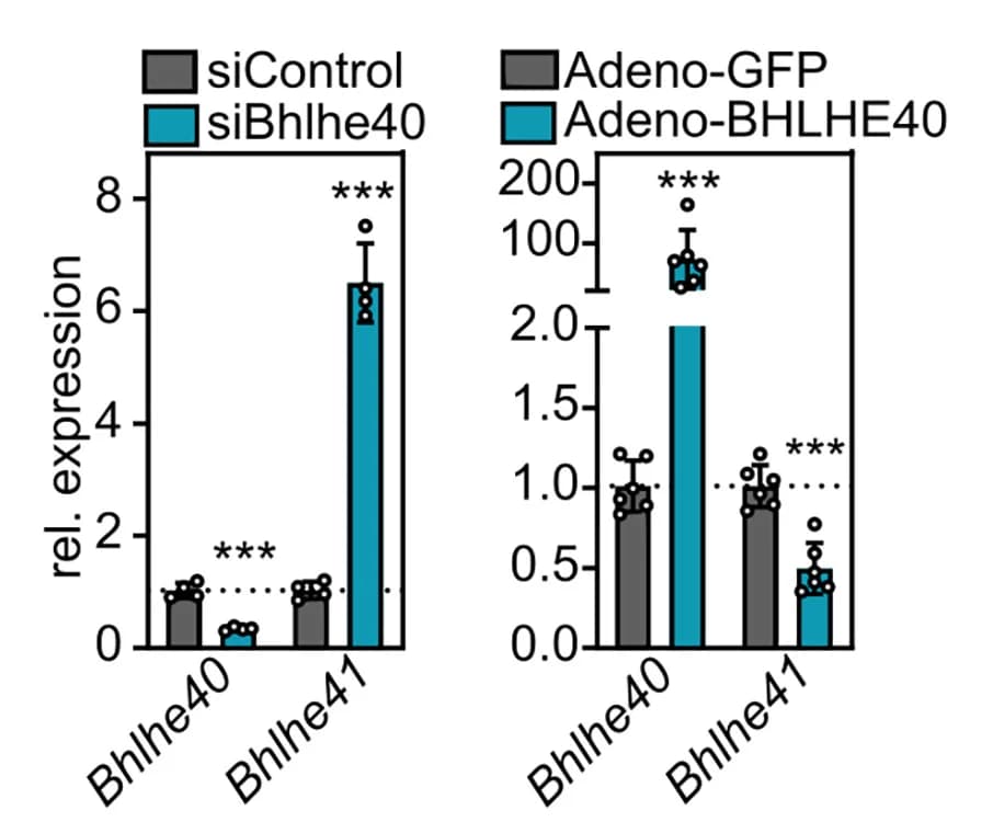 Open access visualization of Bar Plot, Error Bars, Clustered, BHLHE40, Mouse Hepatocytes