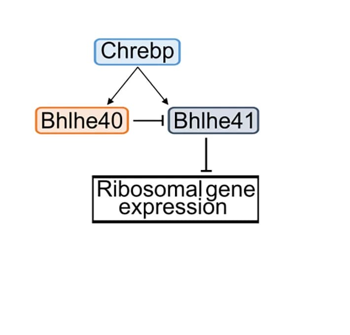 Open access visualization of Workflow, Flowchart, ChREBP, BHLHE40, BHLHE41