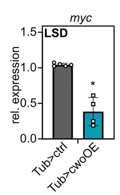 Open access visualization of Bar Plot, Error Bars, cwoOE, Myc expression, Larvae