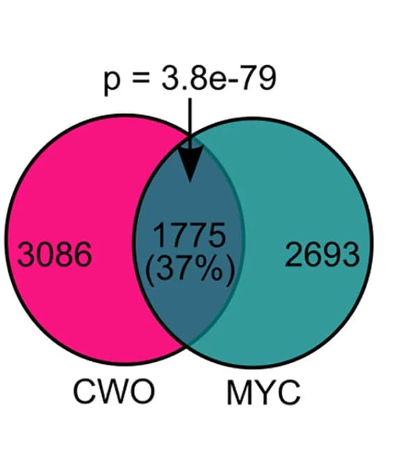 Open access visualization of Venn Diagram, CWO, MYC, Genomic-binding sites, ENCODE