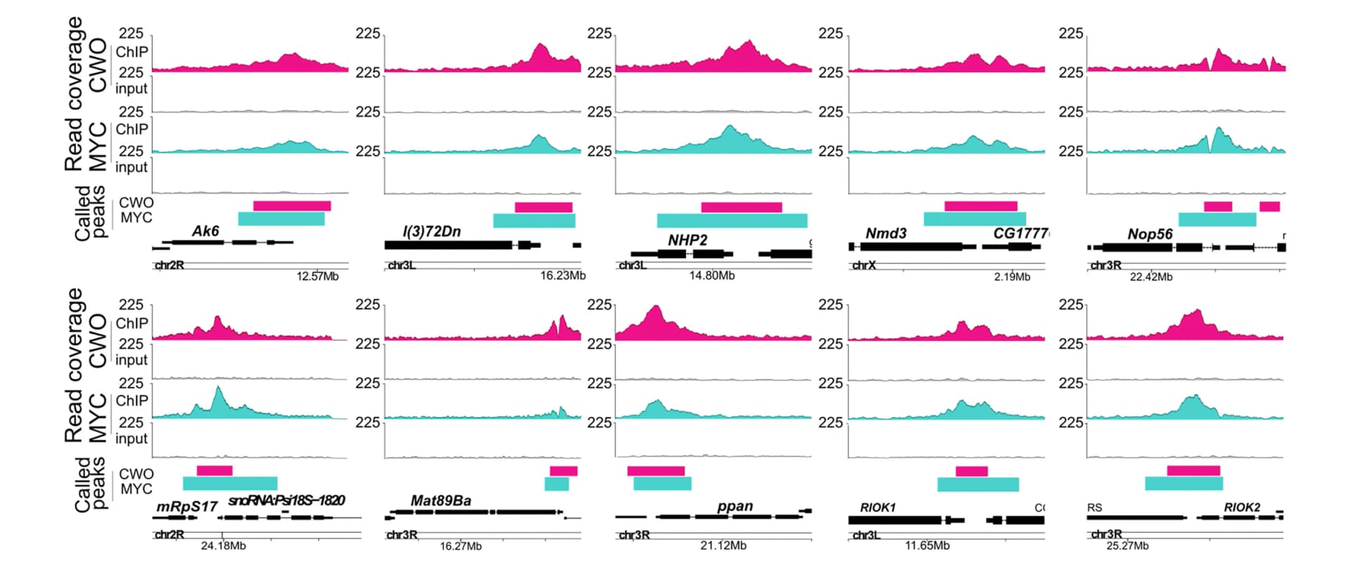 Open access visualization of Line Plot, Bar Plot, CWO, MYC, Binding motifs