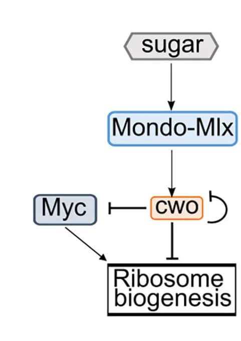 Open access visualization of Workflow, Flowchart, CWO, Myc, Ribosome biogenesis