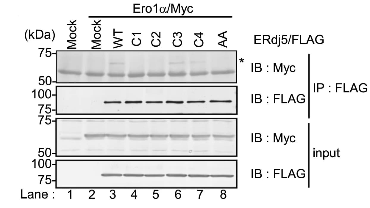 Open access visualization of Gel, Cell Lysates, Immunoprecipitation, Anti-FLAG Antibody, Reducing SDS-PAGE
