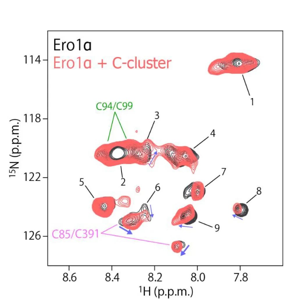 Open access visualization of Scatter Plot, Molecular Interactions, Ero1alpha, ERdj5, TROSY HSQC Spectra
