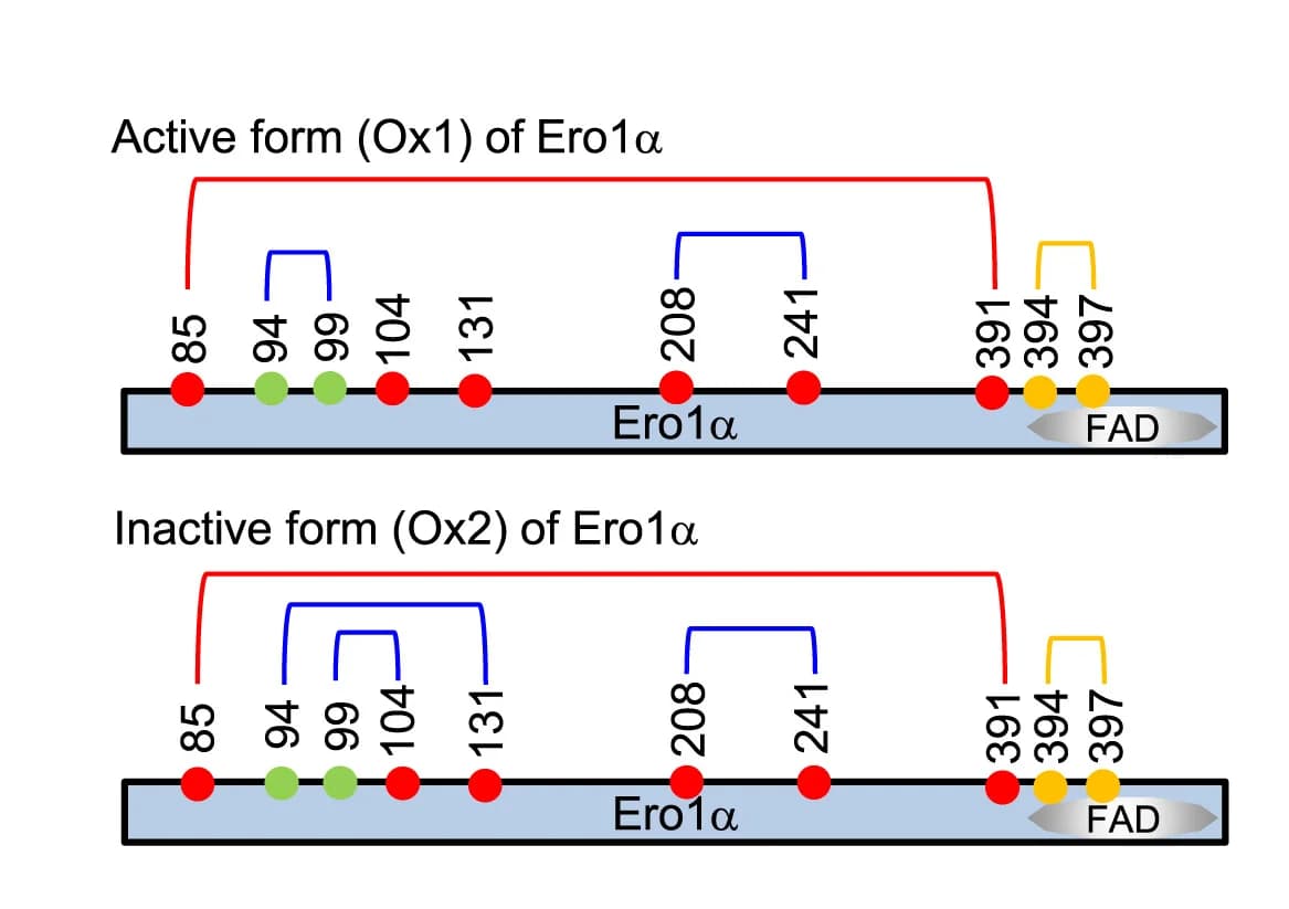 Open access visualization of Illustration, Disulfide Arrangement, Ero1alpha, Active Form, Inactive Form
