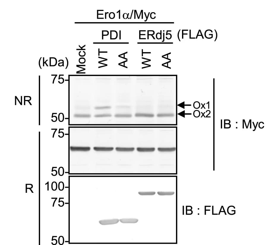 Open access visualization of Gel, Disulfide Rearrangement, Ero1alpha, Myc-Tagged Ero1alpha, FLAG-Tagged PDIs