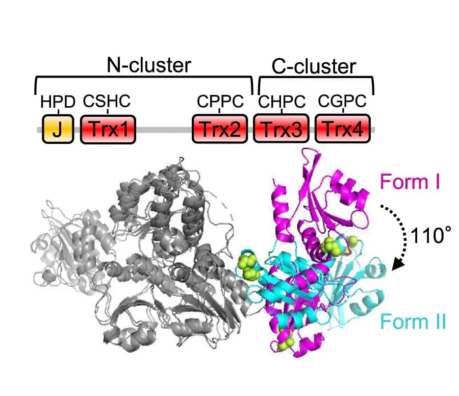 Open access visualization of Protein Structure, Workflow, Structural Differences, ERdj5, C-cluster