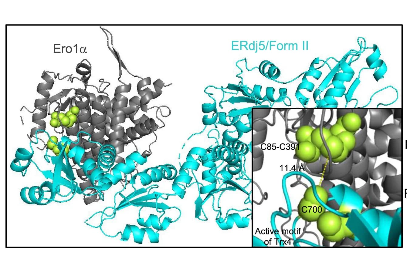Open access visualization of Protein Structure, Docking Simulation, Ero1alpha, ERdj5, Active Site
