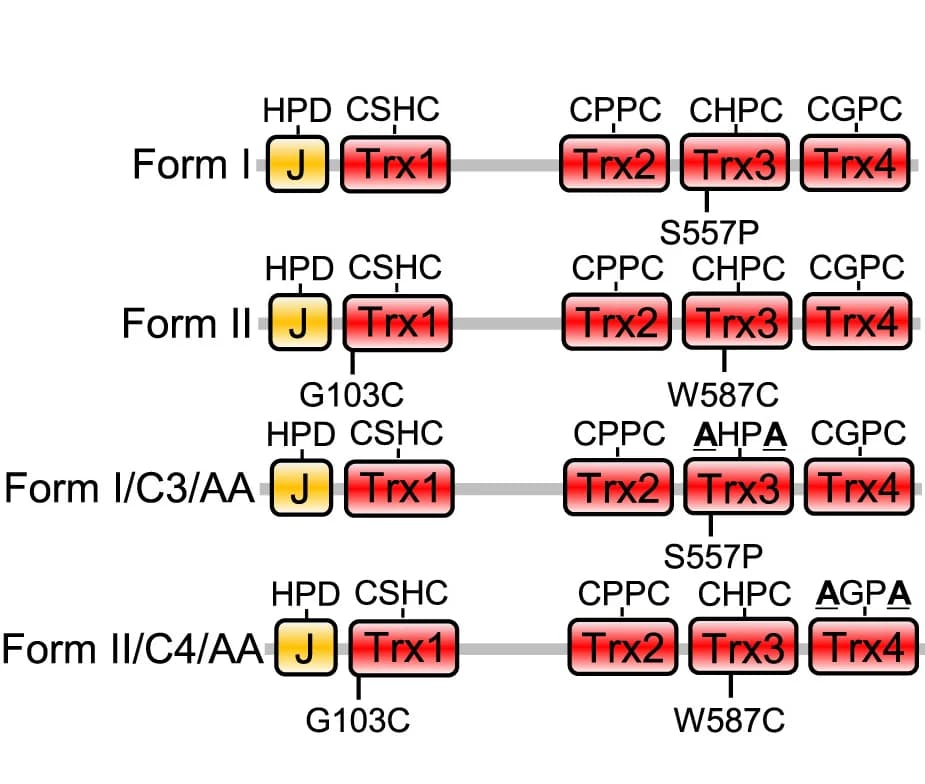 Open access visualization of Illustration, ERdj5, Mutants