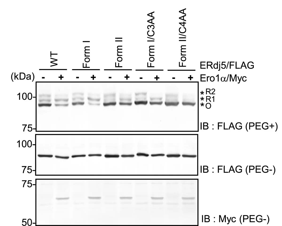 Open access visualization of Gel, Redox States, ERdj5, S557P, G103C