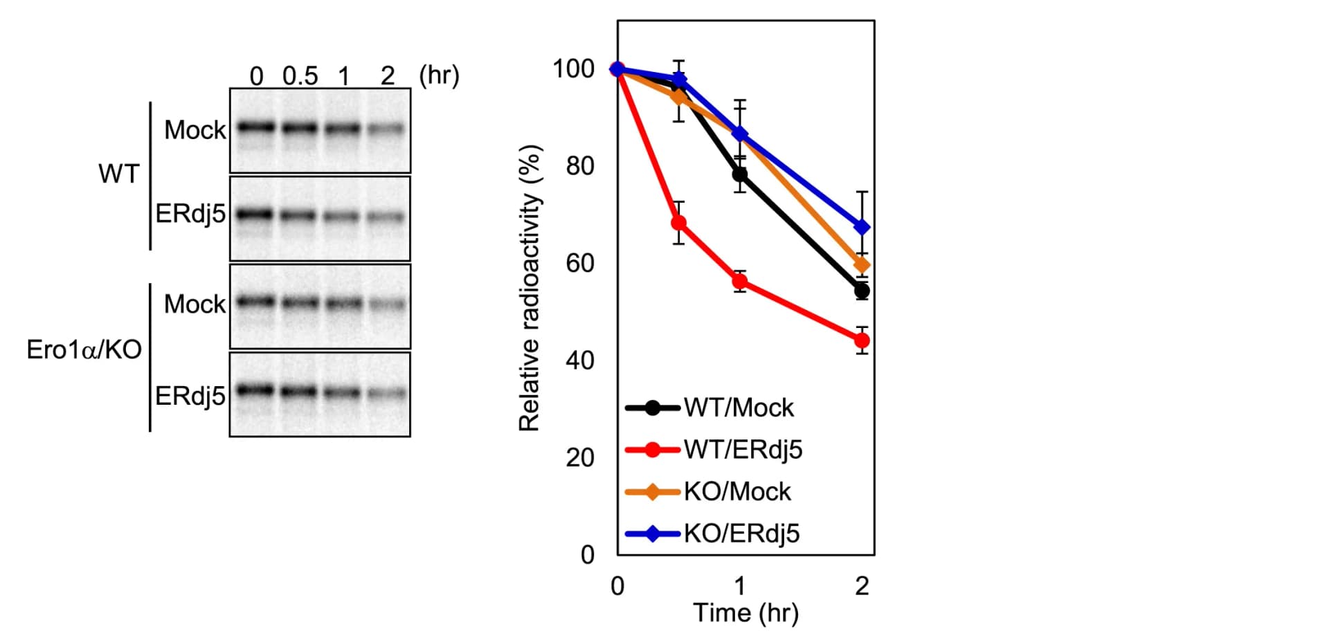 Open access visualization of Line Plot, Error Bars, Gel, HEK293T Cells, NHKs