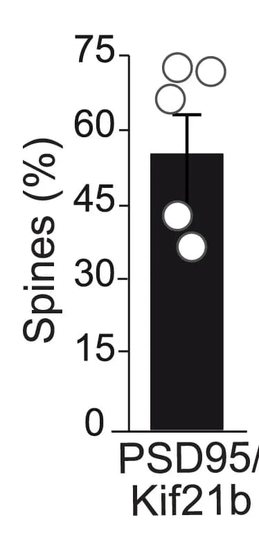 Open access visualization of Bar Plot, Error Bars, Scatter Plot, Quantification, Spines