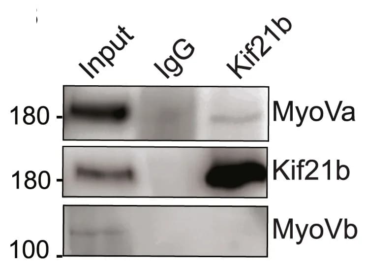 Open access visualization of Gel, CoIP, Kif21b, Antibodies, Mouse Hippocampal Lysate