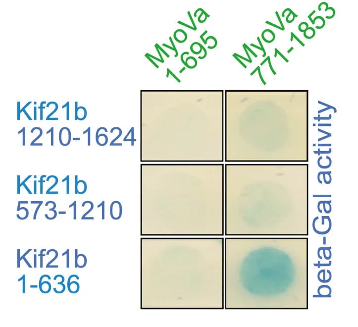 Open access visualization of Gel, Yeast Two-Hybrid, Kif21b, MyoVa, Prey