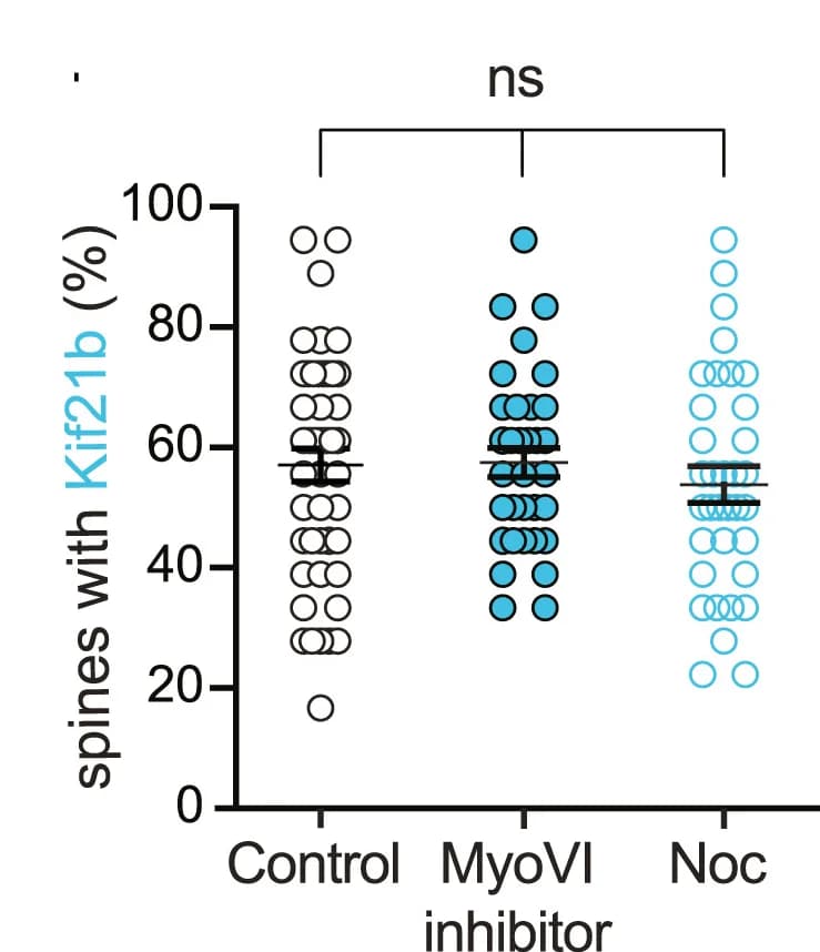 Open access visualization of Scatter Plot, Error Bars, Quantification, Kif21b, Actin