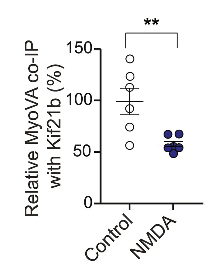 Open access visualization of Scatter Plot, Quantification, CoIP, Kif21b, Antibodies