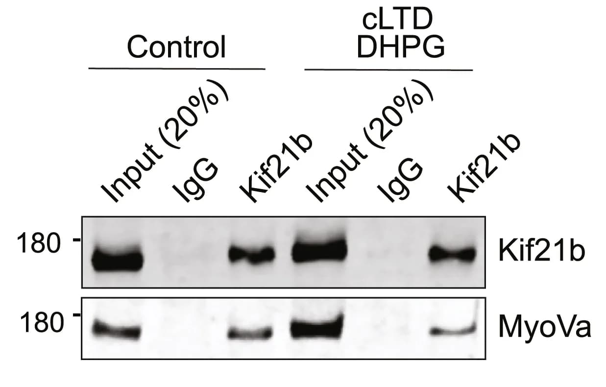 Open access visualization of Gel, CoIP, Kif21b, Antibodies, Hippocampal Slices