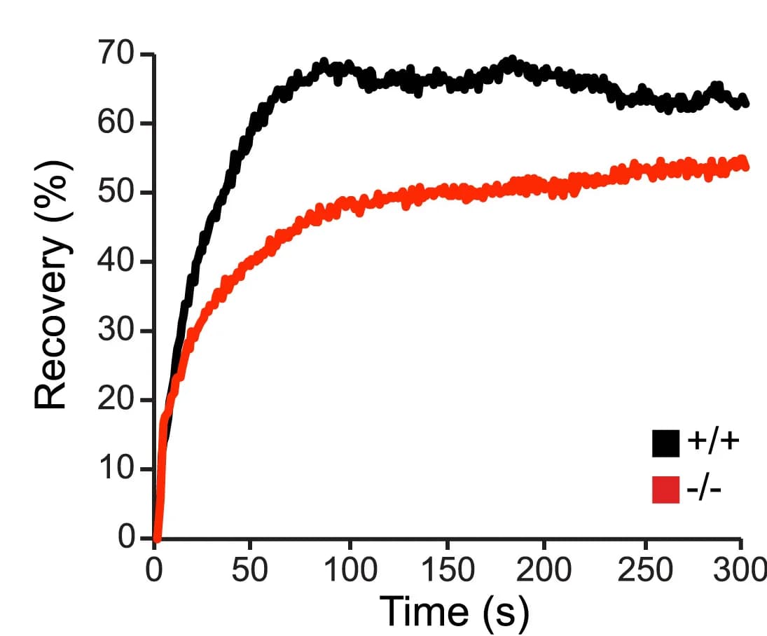 Open access visualization of Line Plot, FRAP Analysis, GFP-Actin, Fluorescence Recovery, Spines