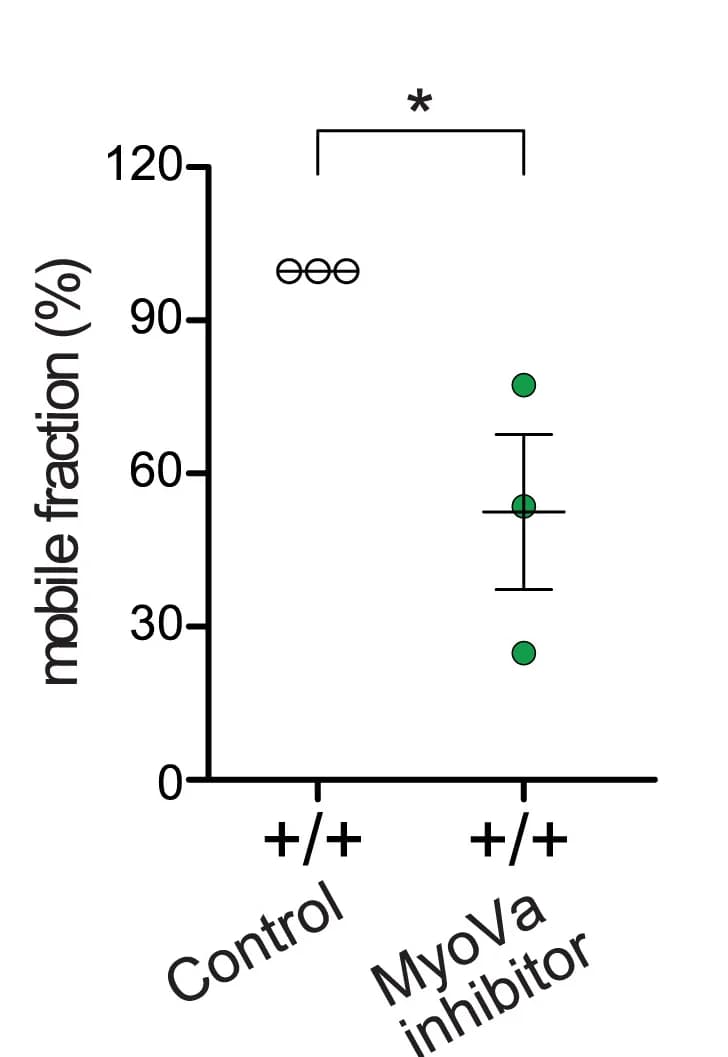 Open access visualization of Scatter Plot, Error Bars, FRAP, MyoVa Inhibitor, DMSO Control