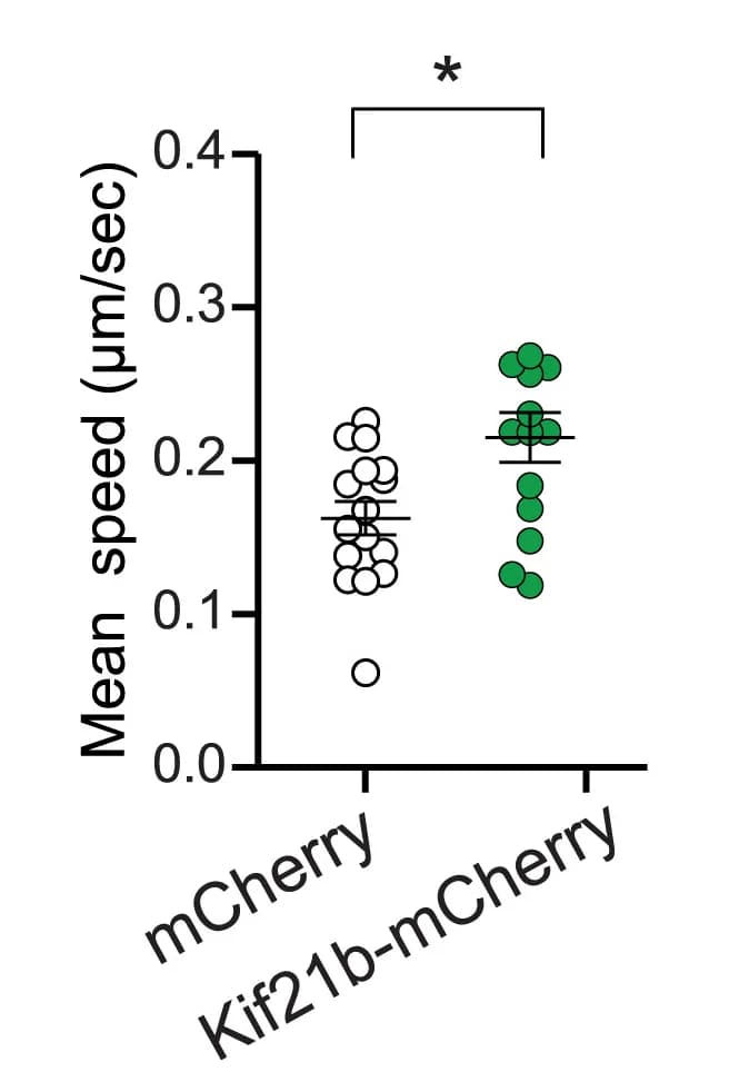Open access visualization of Scatter Plot, Quantification, Student’s t test